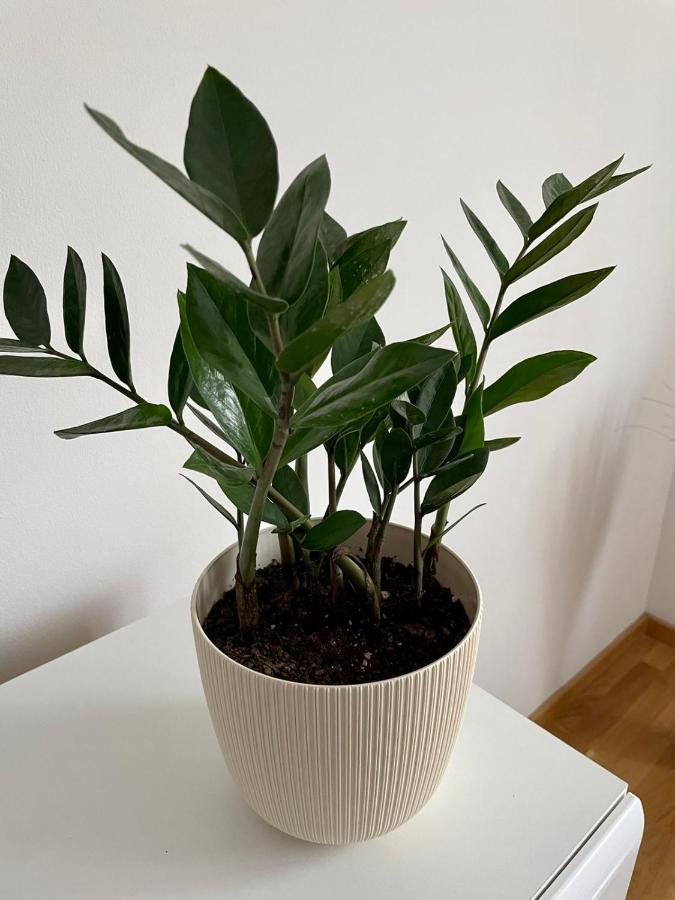 Paris Apartment -Free Private Parking 노비사드 외부 사진